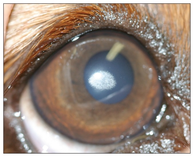 corneal-dystrophy-and-the-cavalier-king-charles-spaniel